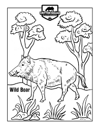 Get your free printable bears coloring pages at allkidsnetwork.com. Wild Boar Coloring Page C S W D