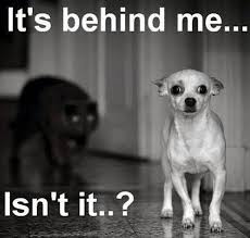 Spay And Neuter Early A Humane Alliance Campaign When To Spay Funny Dog Pictures Funny Dogs Animal Jokes