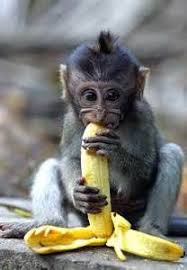 Watch this funny monkey peel and enjoy this gross brown banana! Cute Baby Monkey Eating Banana Cute Baby Macaque Monkey Eats Eating Bananas Cute Baby Monkey Macaque Monkey