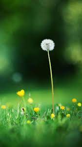 Flowers Grass Dandelions Depth Of Field Dandelion Depth Of Field Wallpaper Iphone Summer