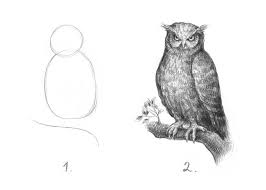 How To Draw An Owl Meme Step By Step Drawing Drawing Tutorial Owls Drawing