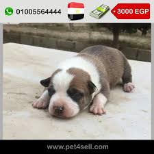 pin on dogs