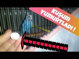 Tek Muhabbet Kusum Yumurtladi Kizginlik Yumurtasi Youtube