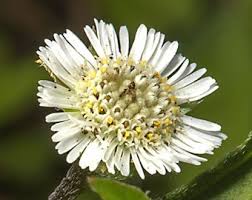 Image result for Eclipta prostrata