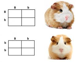 Simple genetics practice our main purpose is that these genetics problems worksheet and answers pictures collection can be a guidance for you, deliver you more. Genetics Practice Problems Easy Mode