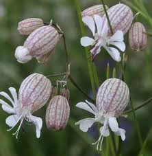 Image result for Silene kiwuensis