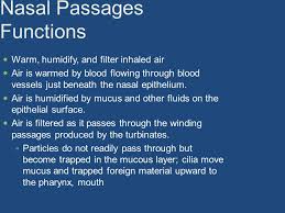Respiratory epithelium lines the luminal surface of the nasal cavity, including the nasal turbinates. The Respiratory System Learning Objectives Differentiate Between Internal And External Respiration List The Secondary Functions Of The Respiratory System Ppt Download