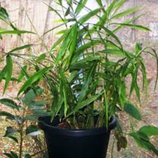 This guide focuses on the edible species, but most flowering. How To Grow Your Own Ginger For Cooking Or Beauty Horticulture