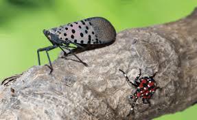Allison's residential and commercial if you think you know which insect is bugging you, be sure by calling to get our free pest id inspection. Keeping Tabs On The Spotted Lanternfly Nursery Management