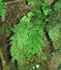 Image result for Vandenboschia gigantea