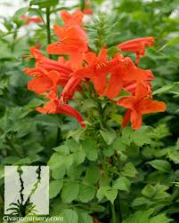 Image result for Tecoma capensis