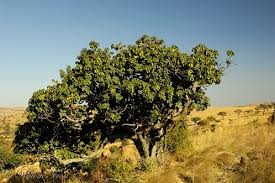 Image result for Englerophytum