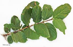 Image result for Berchemia zeyheri