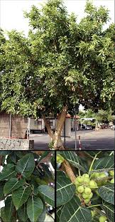 Image result for Ficus ingens