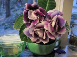 If you do not have adequate sunlight, invest in a grow light. Winter Care For Houseplants Old Farmer S Almanac