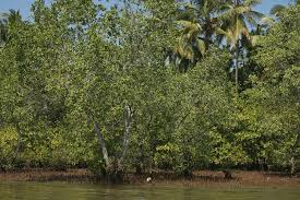 Image result for Sonneratia alba