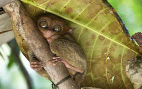 The top 10 animal species about to be wiped out in the face of planet philippines in but the opposite is true. Endangered Animals In The Philippines Greentumble