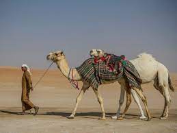 Do yon think hump on a camel's back has no use? The Uae S Other Side Celebrating Camels In The Desert Conde Nast Traveler