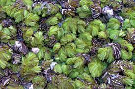 Image result for Salviniaceae
