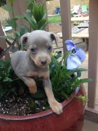 Check spelling or type a new query. Adorable Miniature Pinscher And Chihuahua Mix Puppies For Sale In Estacada Oregon Classified Americanlisted Com