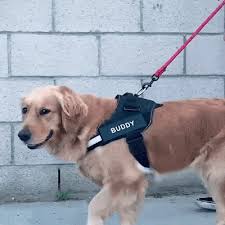 4.5 out of 5 stars. Reflective No Pull Dog Harness With Custom Tag