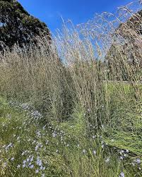 Image result for Themeda