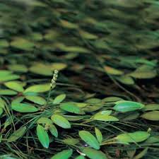 Image result for Potamogeton octandrus