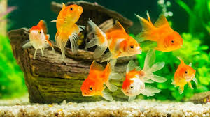 Ikan hias merupakan julukan ikan yang memiliki keindahan yang tidak dimiliki ikan lain, biasanya ikan tersebut memiliki. Ini Dia 13 Jenis Ikan Hias Air Tawar Yang Mudah Dipelihara