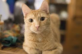 See the bios below for bhs cats available for adoption right meow. Pets For Adoption At Cats R Us Inc In Annapolis Md Petfinder