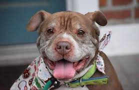 Uno is finally trusting me and tate is helping him along the way! Boopable Dog Adoption Shelter Dogs Lafayette Indiana