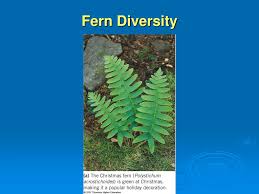 The ferns are the vascular plants that mediate through reproduction through the formation of the spores and are characterized by the presence of complex. Ppt The Plant Kingdom Seedless Vascular Plants Powerpoint Presentation Id 1158045
