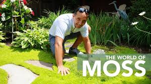Scotch or irish moss (sagina subulata) not a moss at all, but a perennial that forms a cushiony blooming carpet. Ground Cover In Your Garden Using Moss Youtube
