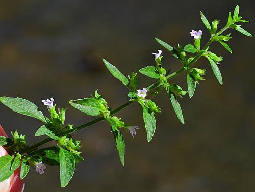 Hedeoma pulegioides page