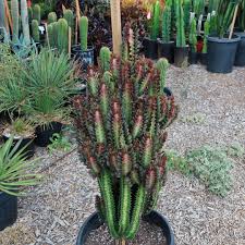 Image result for Euphorbia dedzana