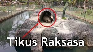 Taman hewan perbaungan / www daily wife com jalan jalan r zoo di serdang bedagai sumut hewan langka adalah hewan yang spesiesnya sangat sulit kendati kebun binatang di perbaungan. Jalan Jalan Ke Kebun Binatang Rahmat Perbaungan Medan Jalanjalanmen Youtube