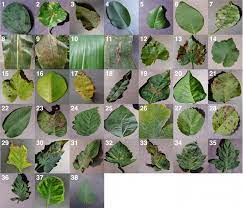 Before buying or bringing a plant indoors typically, a pesticide label will include both a list of plants for which the pesticide is recommended as well as a list always try less toxic alternative sprays first for the control of insect pests and diseases. Frontiers Using Deep Learning For Image Based Plant Disease Detection Plant Science