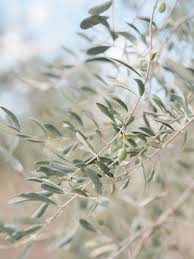A Romantic Week Long Celebration In The Italian Countryside Green Aesthetic Italian Countryside Olive