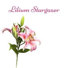 Check spelling or type a new query. Flowers N Things Flowersnthings Twitter