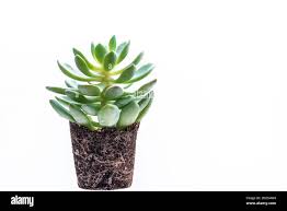 Image result for Crassulaceae