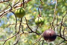 Image result for Heywoodia