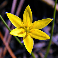 Image result for Hypoxis kilimanjarica
