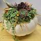 Fall Pumpkin Succulent Workshop event in Gilroy, CA