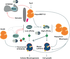 Mit millionen von benutzern und hunderttausenden von gruppen ist es schwierig, das beste daraus zu machen. Frontiers Mob Family Proteins Regulatory Partners In Hippo And Hippo Like Intracellular Signaling Pathways Cell And Developmental Biology