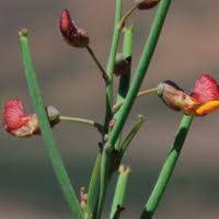 Image result for Adenocarpus mannii