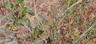 Image result for Cissus quadrangularis