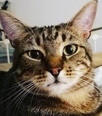All proceeds help provide continuous care for the adoptable pals waiting for their forever homes. The Cat Clinic Home Facebook