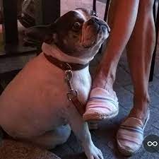 Fourmillement Restless Legs Syndrome In French French Word A Day