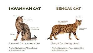 59 Problem Solving Bengal Cat Height