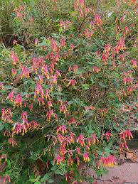 Image result for Cuphea