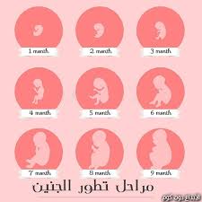 مدو نة تطور الجنين مجلة الرياضة و الصحة